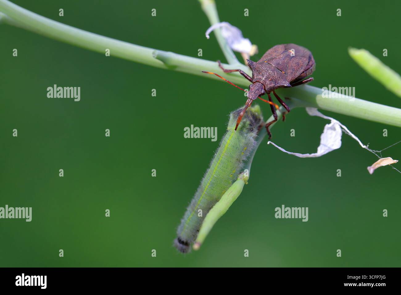 A natural enemy of plant pests. The bug hunted down a butterfly caterpillar feeding on cabbage in the garden. Stock Photo