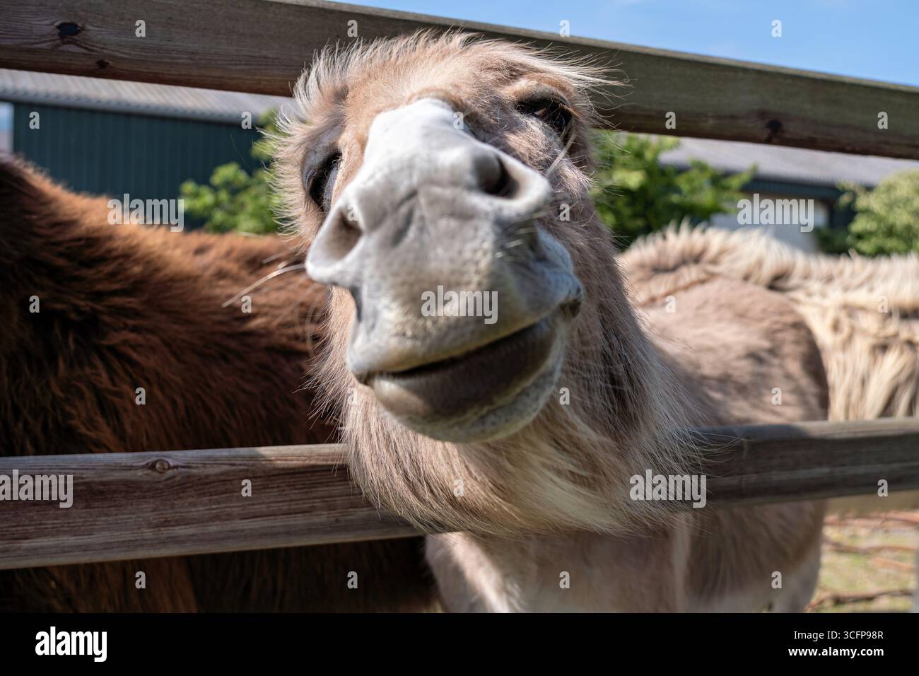 Domestic donkey on farm hi-res stock photography and images - Alamy