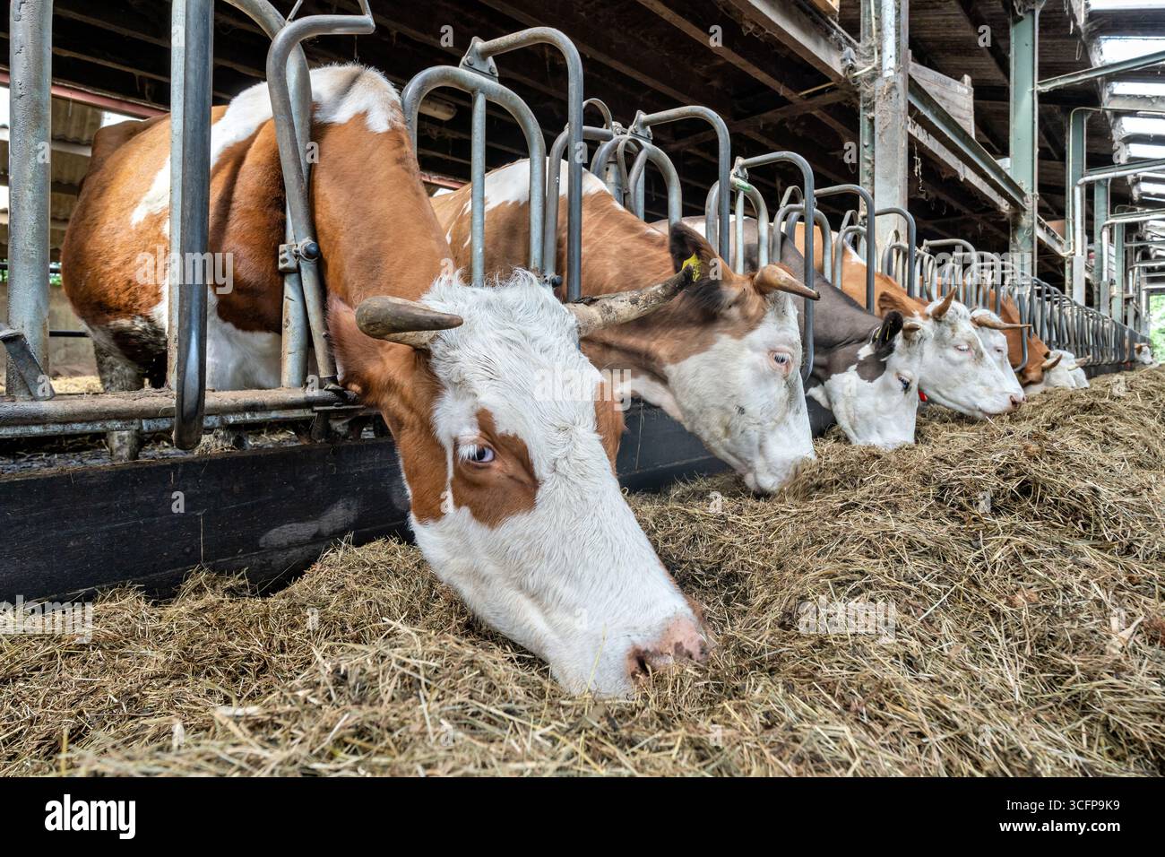 dairy cows in cowshed on farm Stock Photo - Alamy