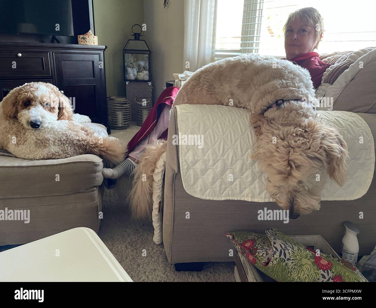 Senior woman, relaxing in an easy chair with her two pet goldendoddles on a sunny afternoon, 2025, Montana, United States - Smartphone Captured Stock Image