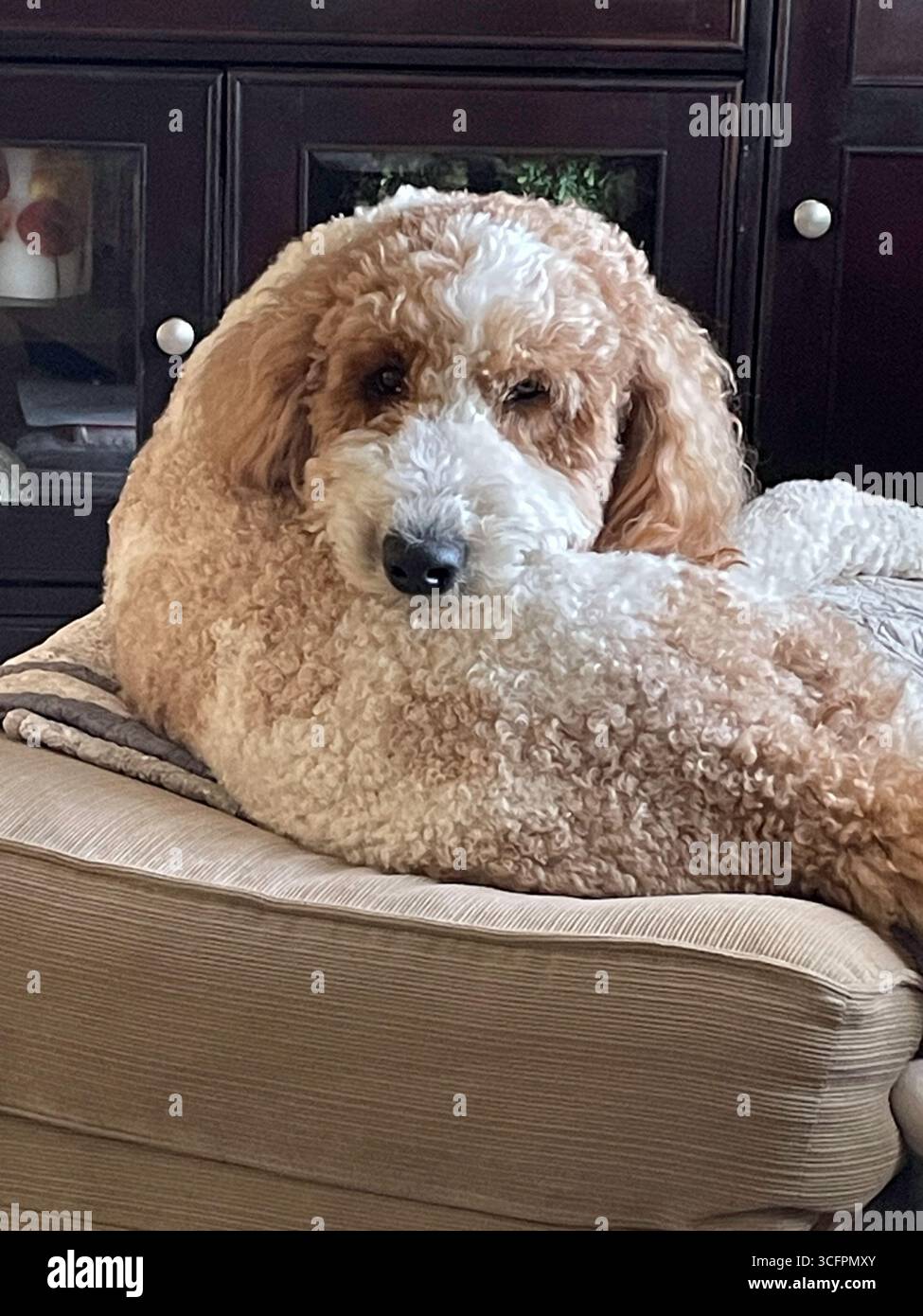 Close up of a Pet Goldendoddle Dog, 2025, MT. USA - Smartphone Captured Stock Image