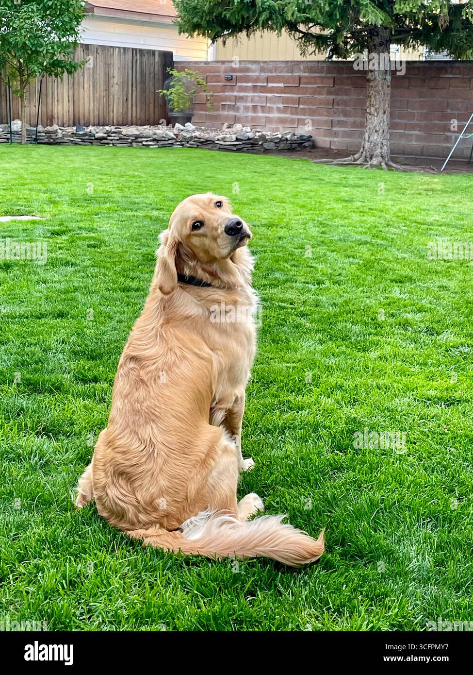 Golden Retriever Relaxing in Yard, USA, 2025 - Smartphone Captured Stock Image
