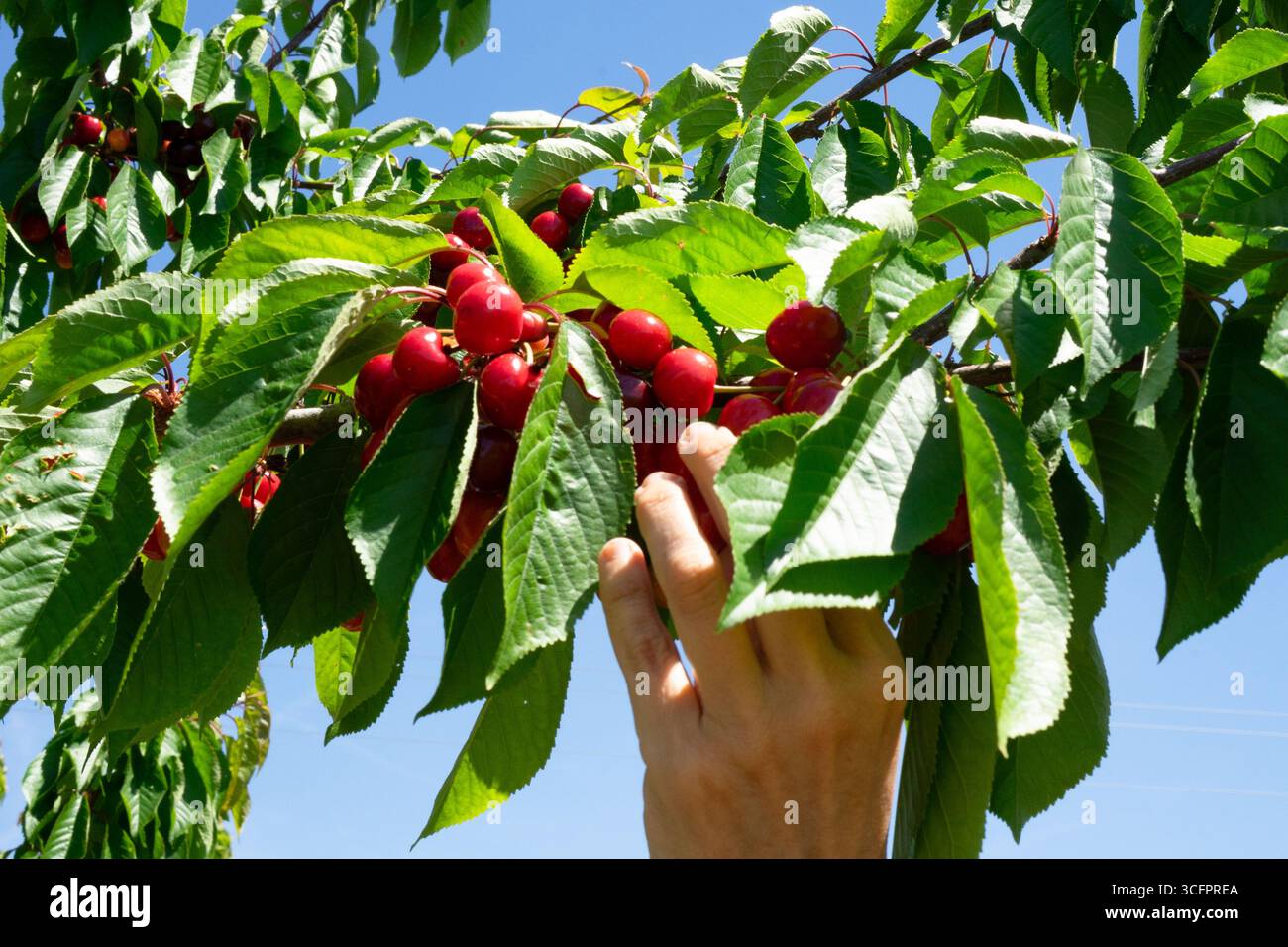 Hand picking ripe, red cherries from a tree branch in an orchard Stock Photo