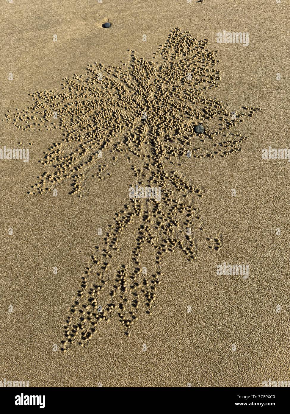 Intricate sand pattern created by sand bubbler crabs on a beach Stock Photo