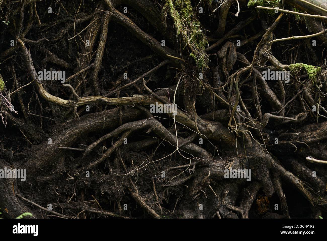 Dark Roots Tree Tangled tree roots intertwining and spreading across dark soil, exposed ...