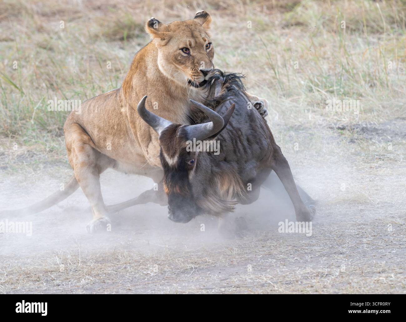 African lion female lioness (Panthera leo) hunting and killing a blue wildebeest (Connochaetes taurinus), Maasai Mara National Reserve, Kenya Stock Photo