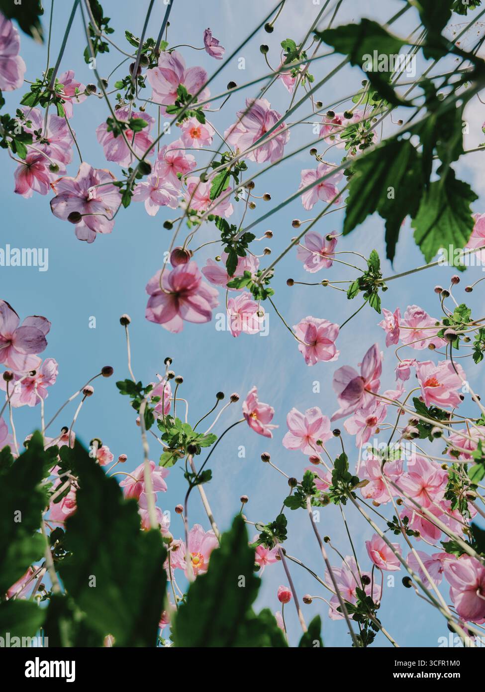 Pink garden flowers growing up against a blue sky - growing summer summertime floral flora background - single flower dahlia dahlias Stock Photo