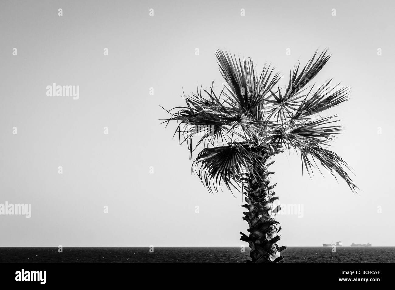Palm Tree Beside a Tranquil Ocean in Black and White Stock Photo - Alamy