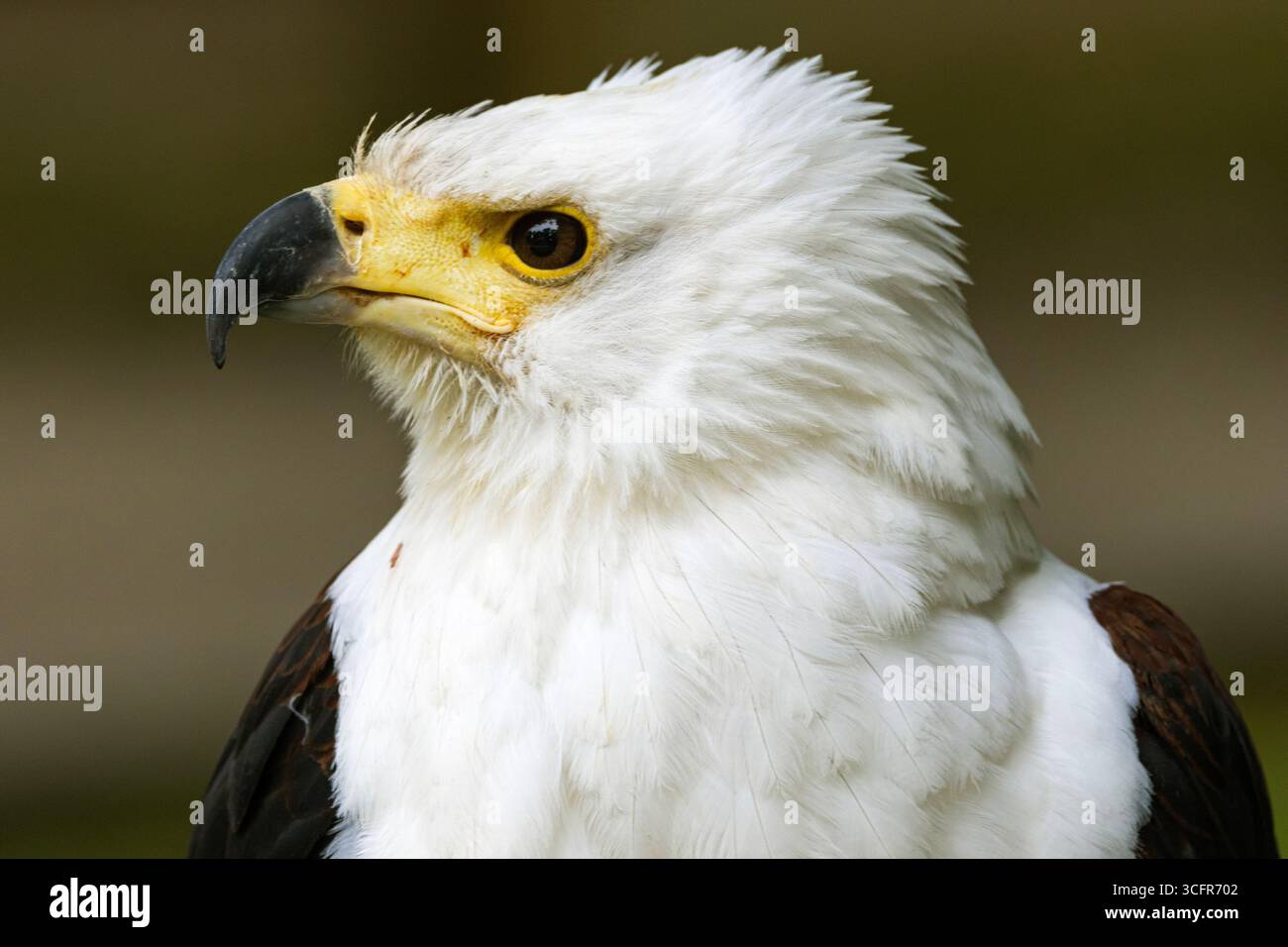 The African Fish Eagle is a large spectacular raptor. Their evocative ...