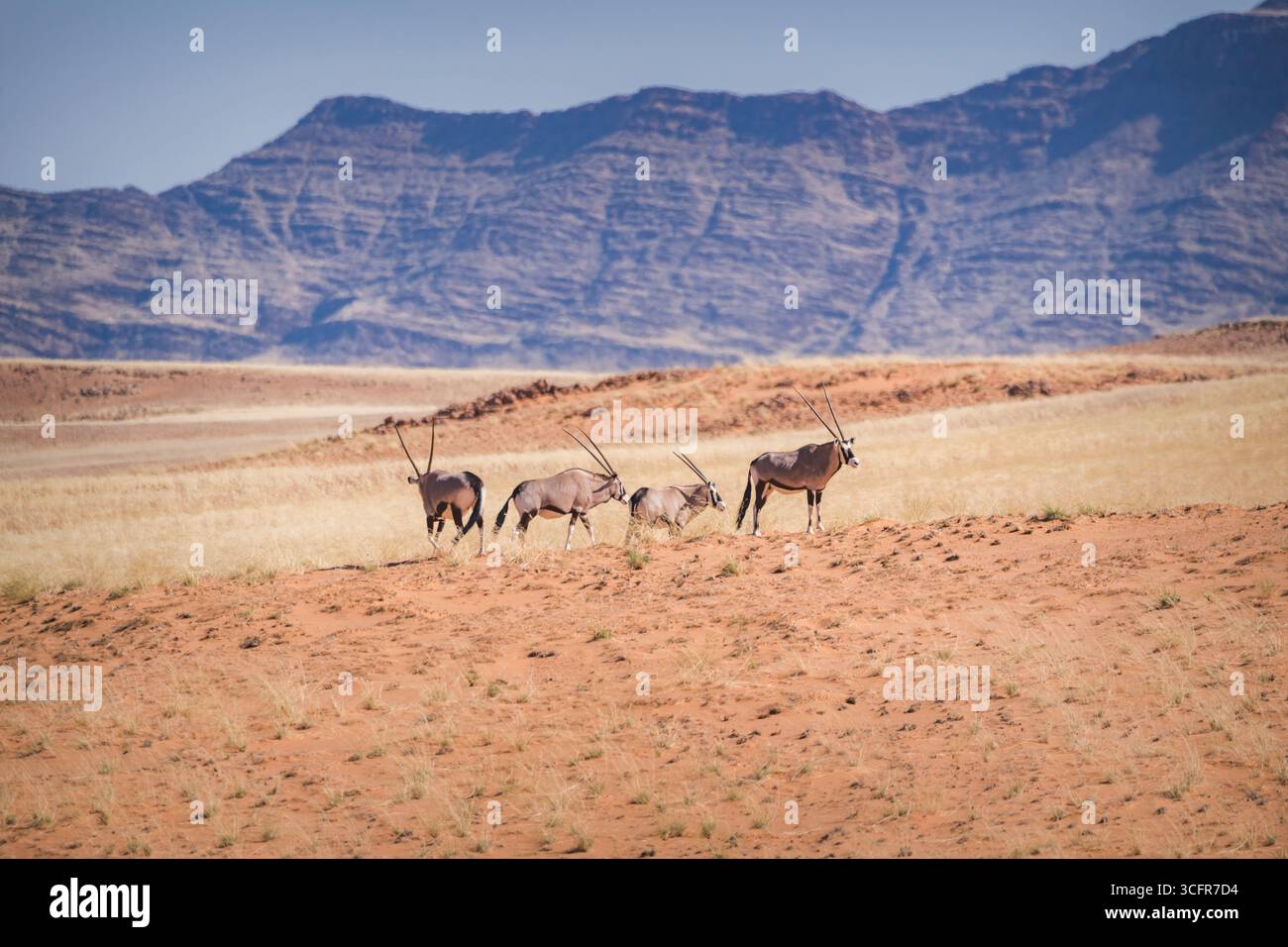 Group of four oryxes in the wild savanna of Namibia Stock Photo