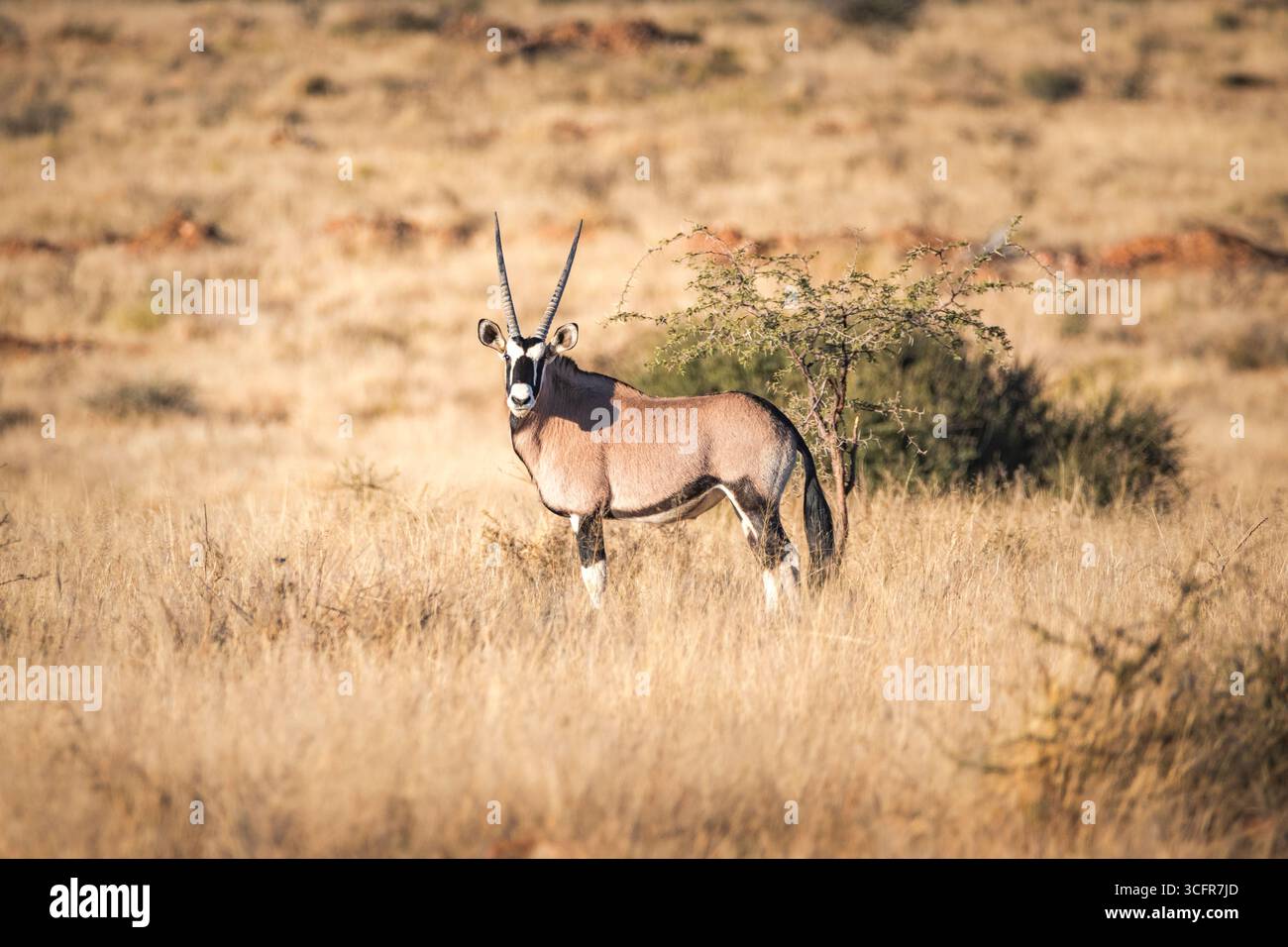 Close up view of an oryx in namibian savanna Stock Photo