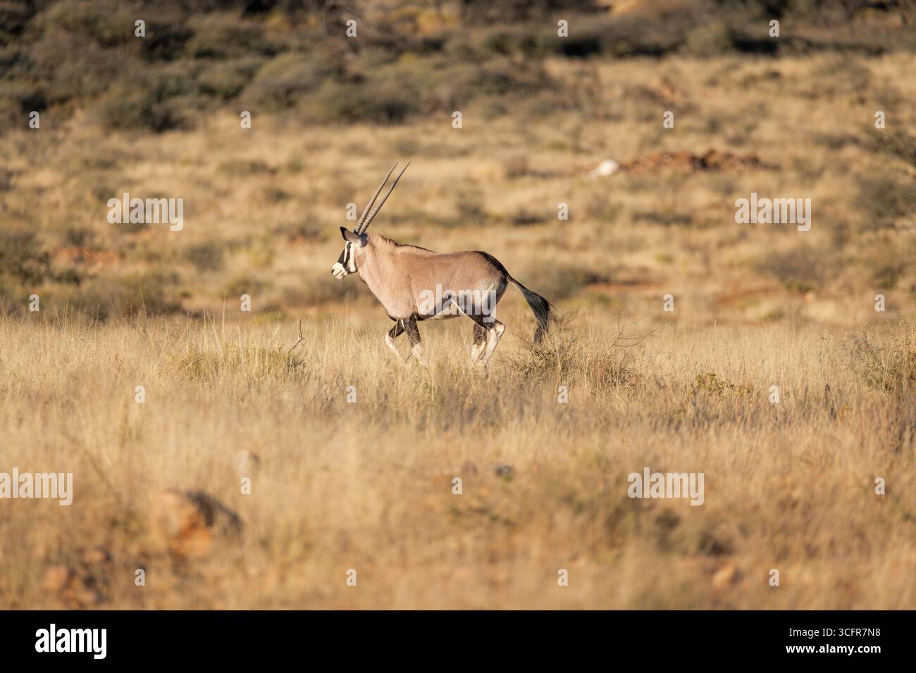 Oryx running away in namibian savanna Stock Photo