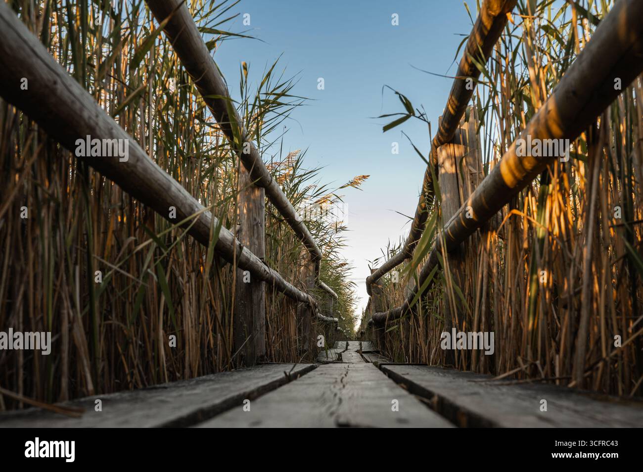 A unique perspective from a low angle on the wooden boardwalk of the ...