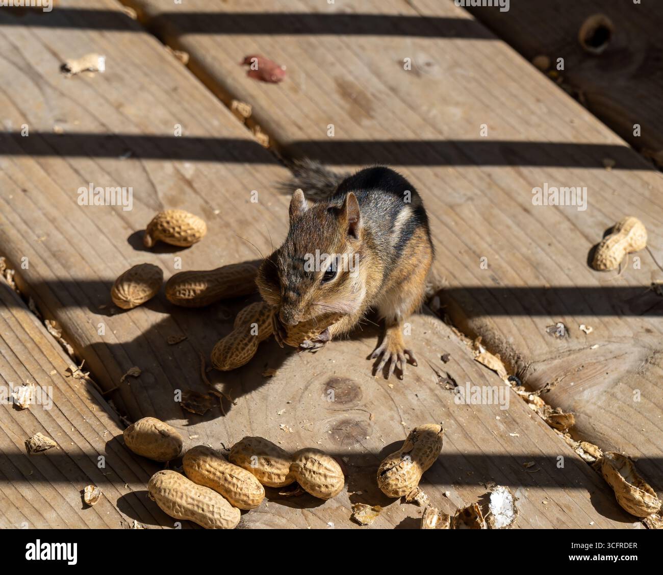 A chipmunk eating peanuts on a patio deck Stock Photo