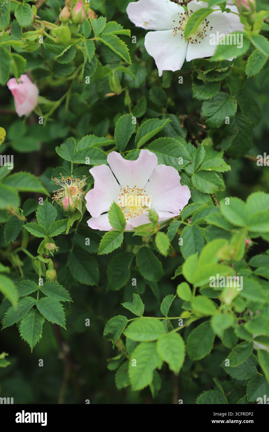 Dog rose (Rosa canina) flowering in a British hedgerow during summer, Lincolnshire, England. Stock Photo