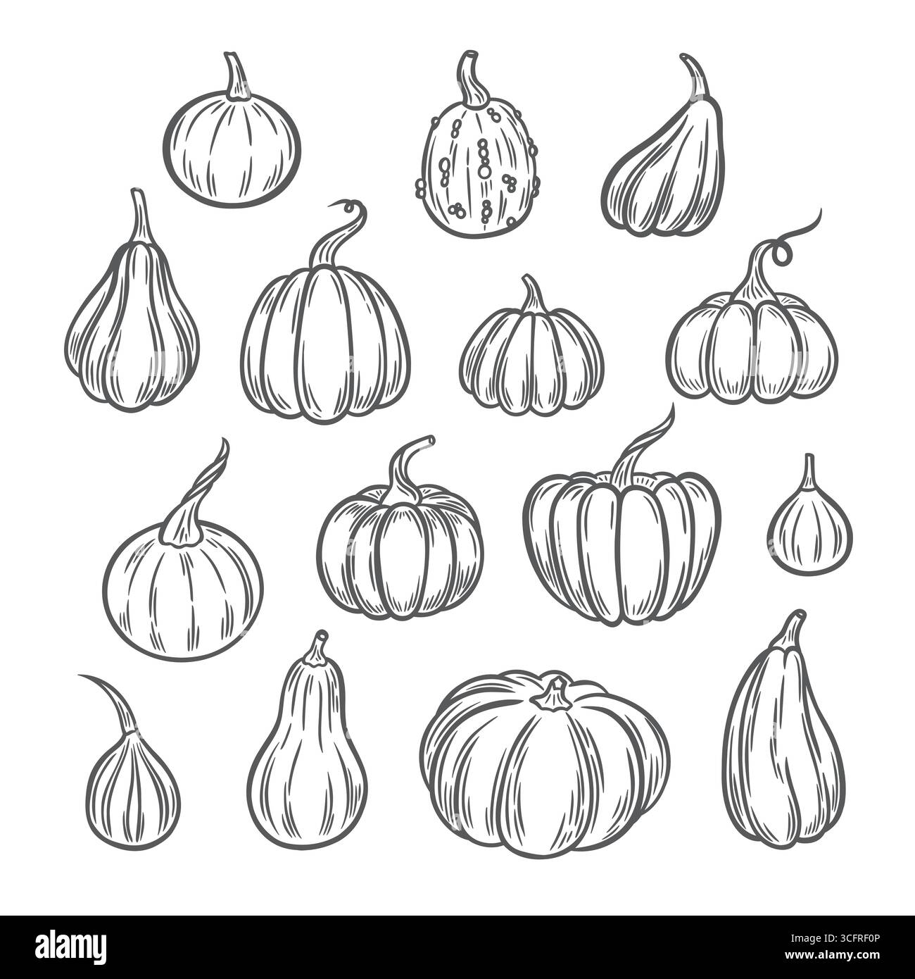 Pumpkins Line Art Illustration, Outline Pumpkin arrangement Hand Drawn ...
