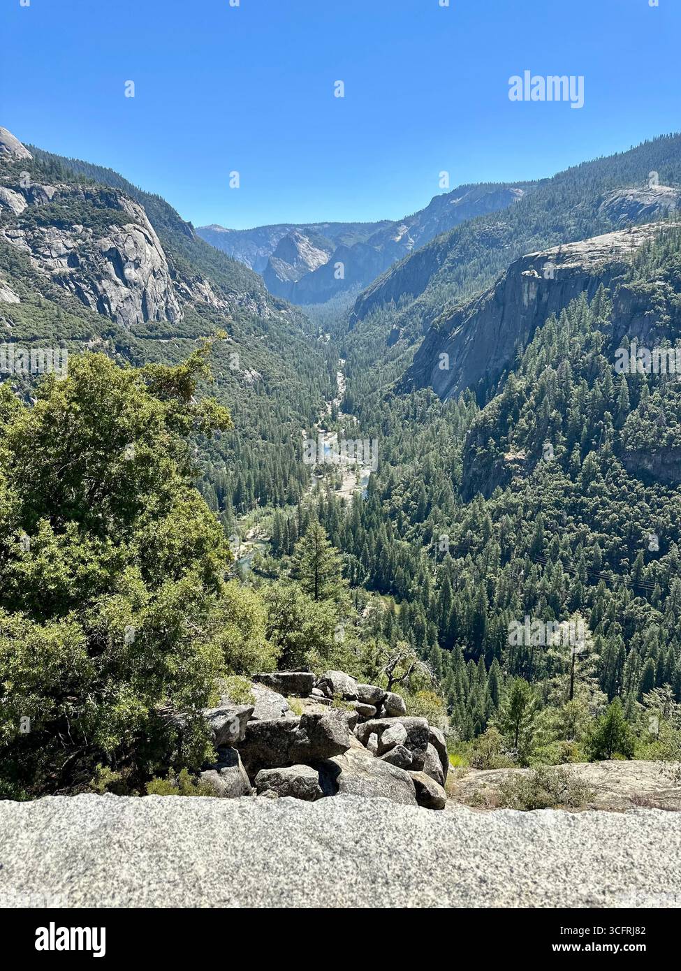 A sweeping view of Yosemite Valley in California shows granite cliffs, dense pine forests, and a winding river under a clear blue summer sky. - Smartphone Captured Stock Image