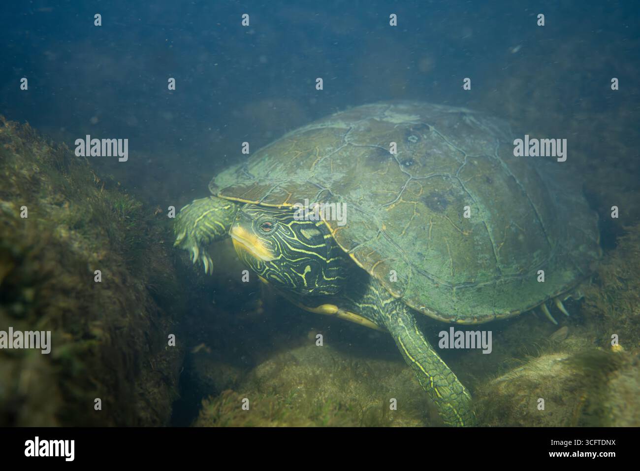 Common map turtle on the bottom of a  rocky river bottom Stock Photo