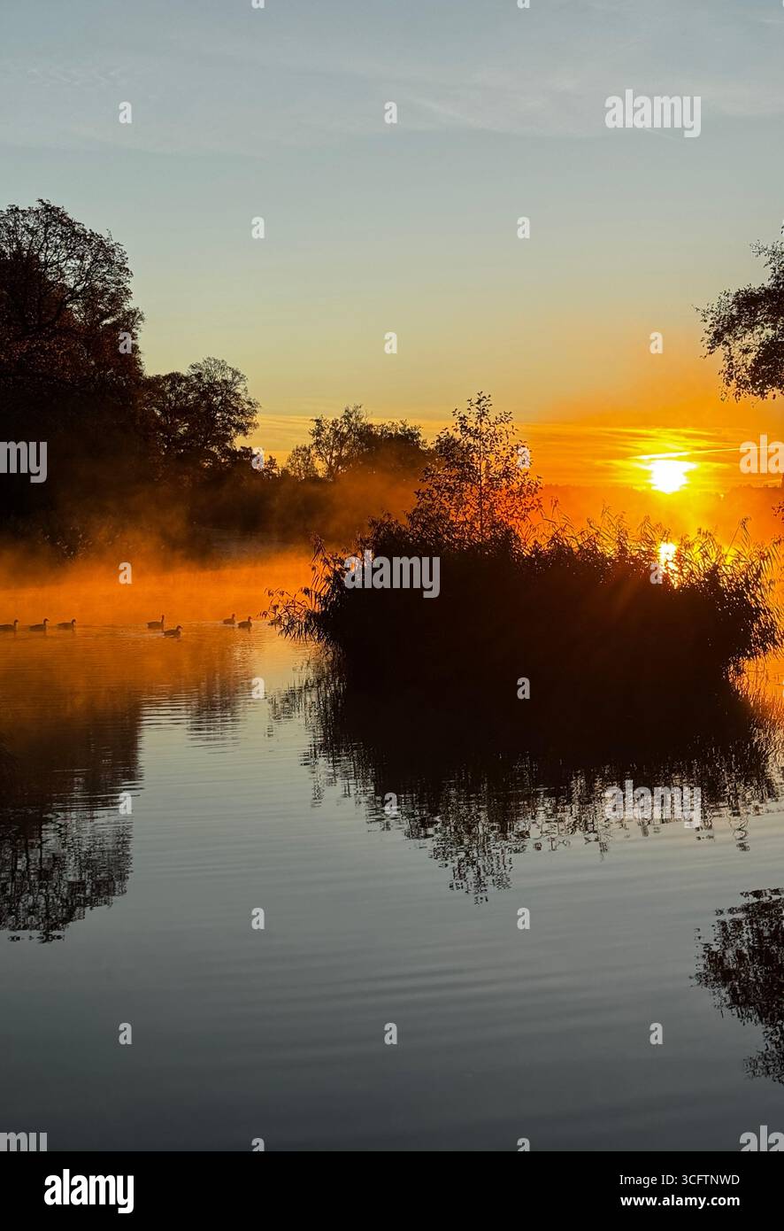 Scenic sunrise over a calm lake with mist, silhouetted trees, and ducks swimming in the golden light. - Smartphone Captured Stock Image