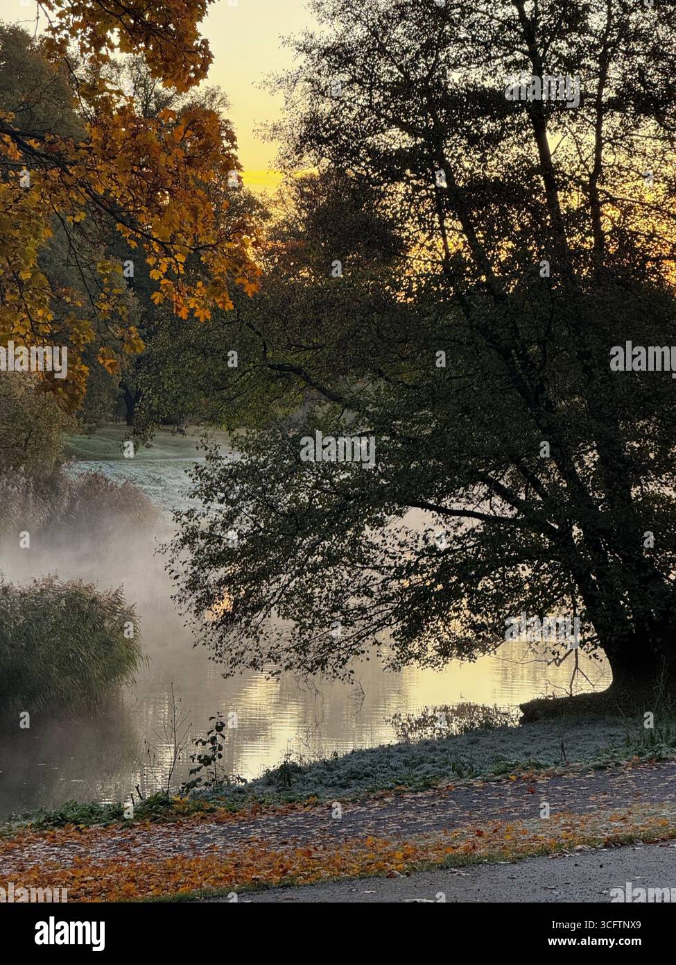 Misty autumn morning by a calm river with colorful leaves and silhouetted trees at sunrise. - Smartphone Captured Stock Image Misty autumn morning by a calm river with colorful leaves and silhouetted trees at sunrise. - Smartphone Captured Stock Image