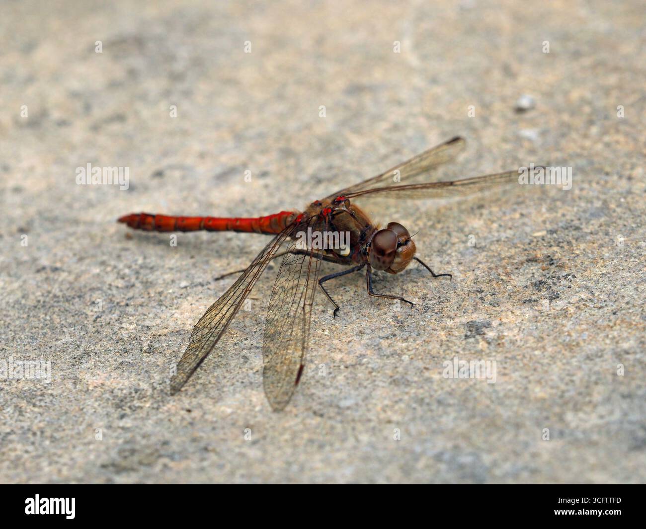 Red Ruddy Darter dragonfly sympetrum striolatum Stock Photo