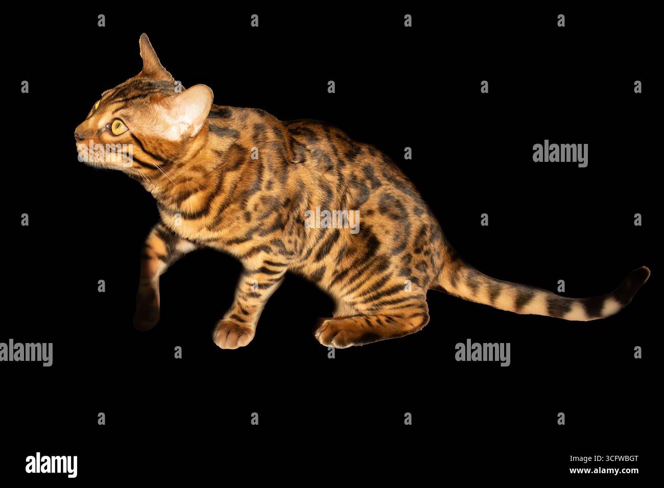 Bengal cat on black background Stock Photo