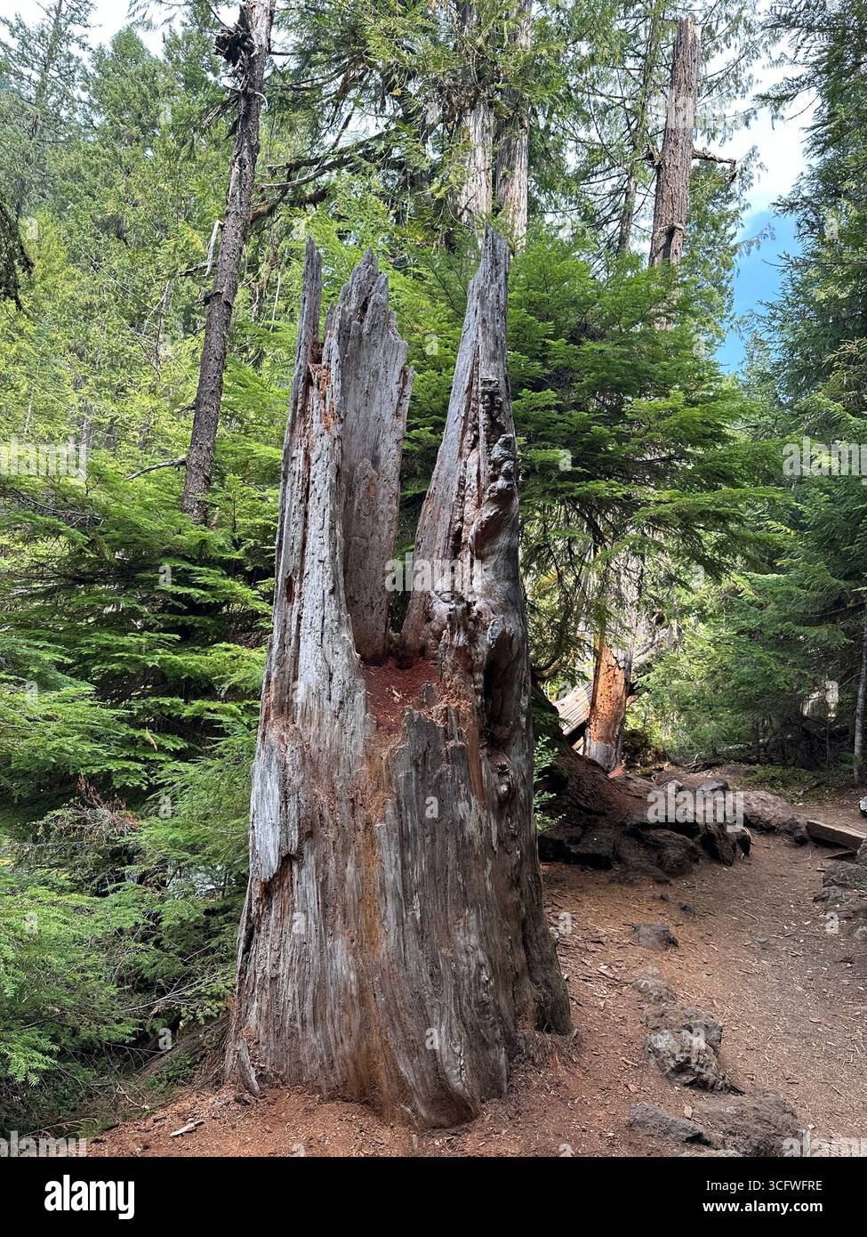 A hollow dead tree on a hiking trail near the McKenzie river in Oregon on a summer day. Stock Photo