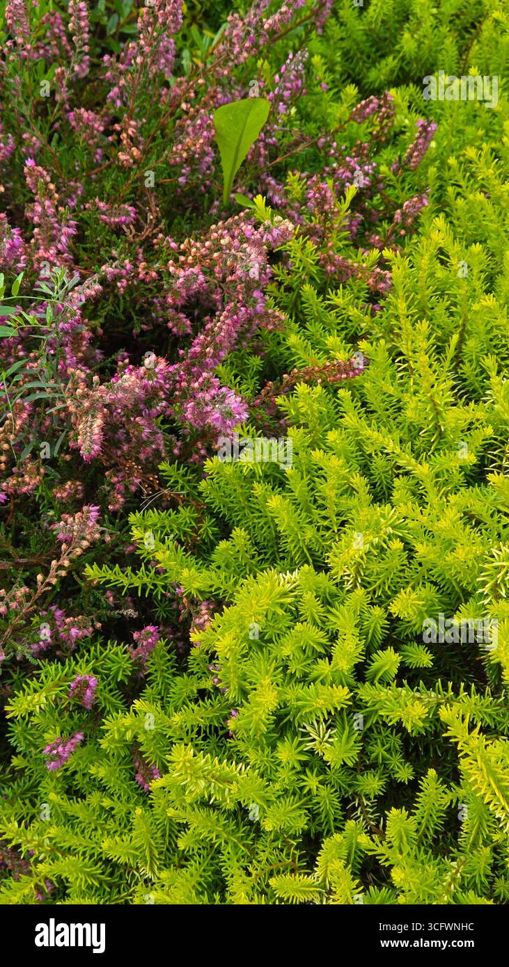 Autumn Heather and Sedum Groundcover Plants - Smartphone Captured Stock Image