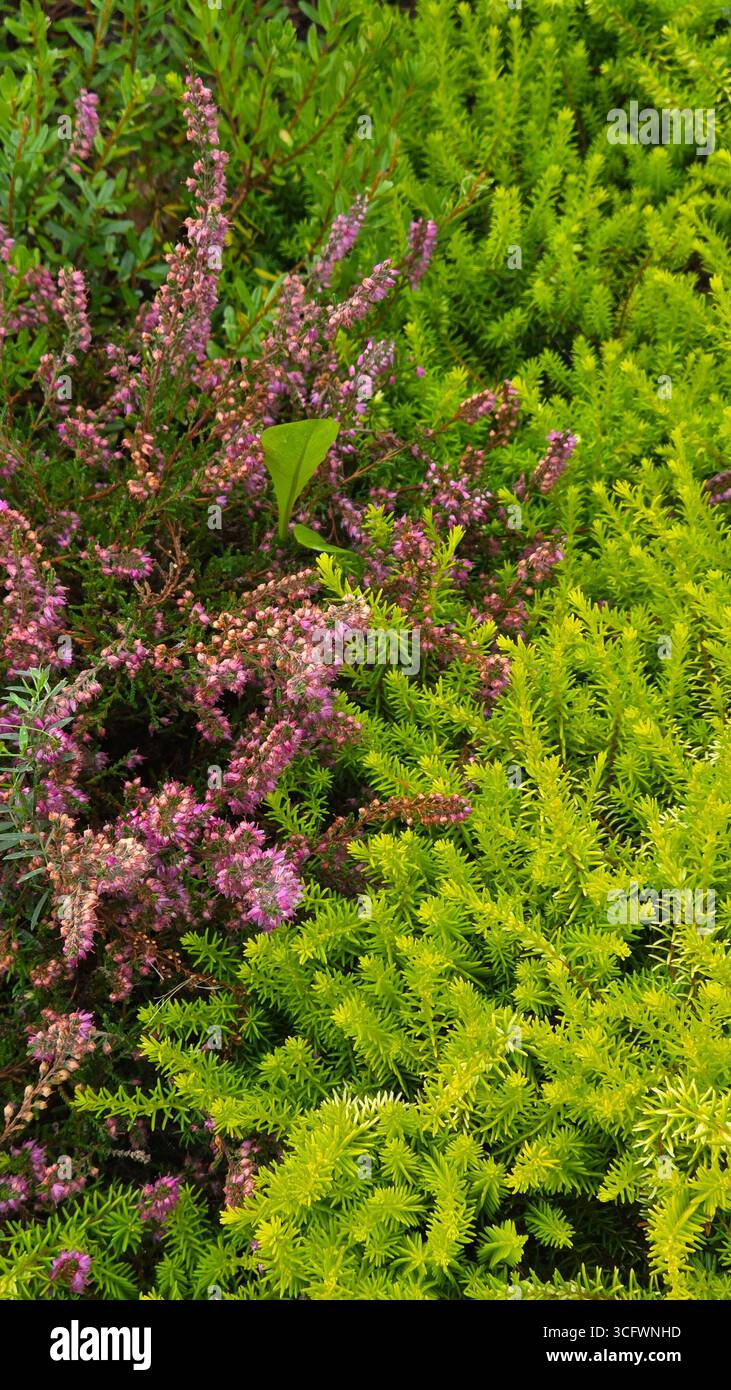 Autumn Heather and Sedum Groundcover Plants - Smartphone Captured Stock Image