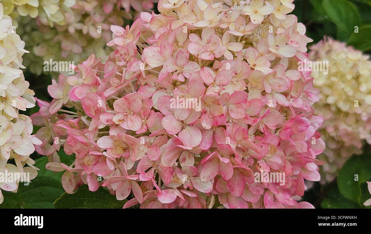 Closeup of Pink Hydrangea Paniculata Flowers with Water Droplets - Smartphone Captured Stock Image