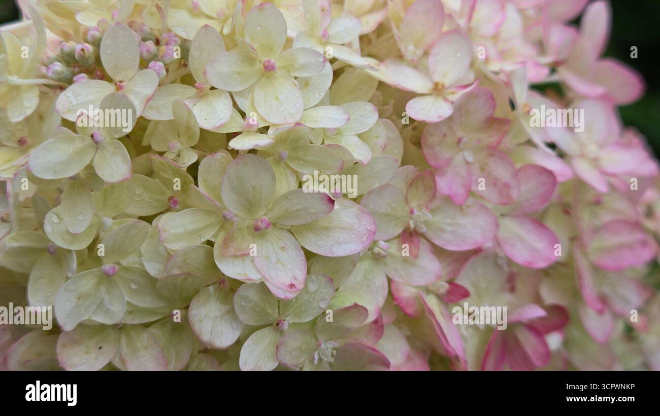 Closeup of Pink Hydrangea Paniculata Flowers with Water Droplets - Smartphone Captured Stock Image
