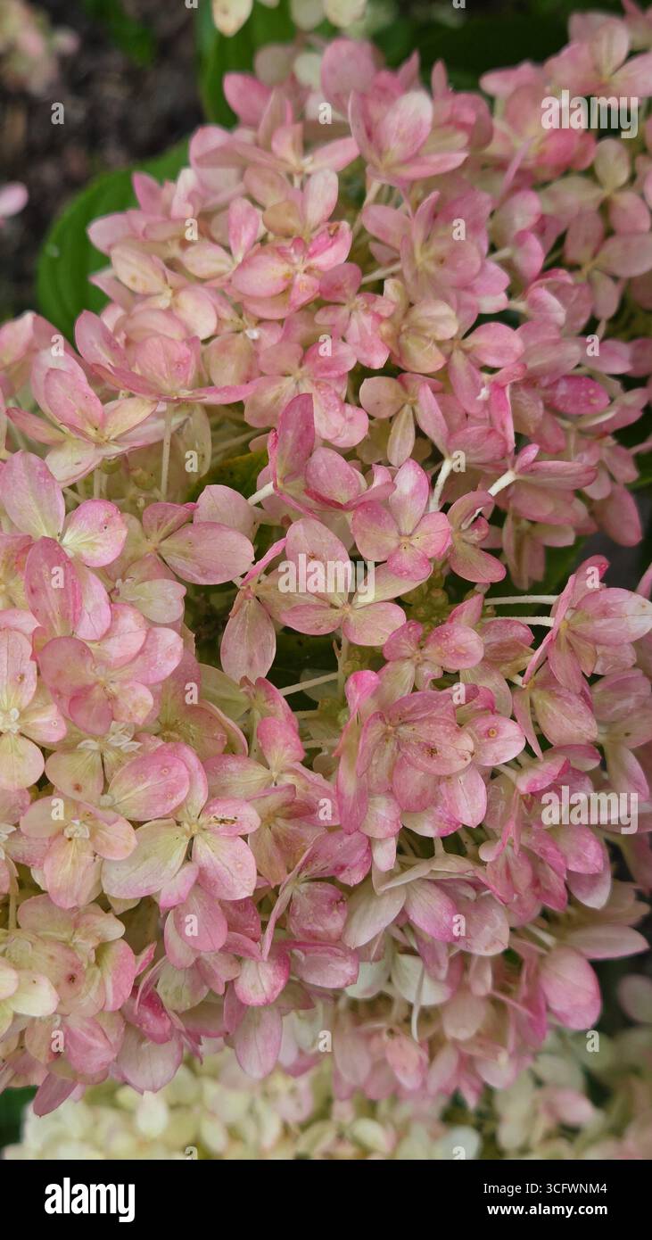 Closeup of Pink Hydrangea Paniculata Flowers with Water Droplets - Smartphone Captured Stock Image