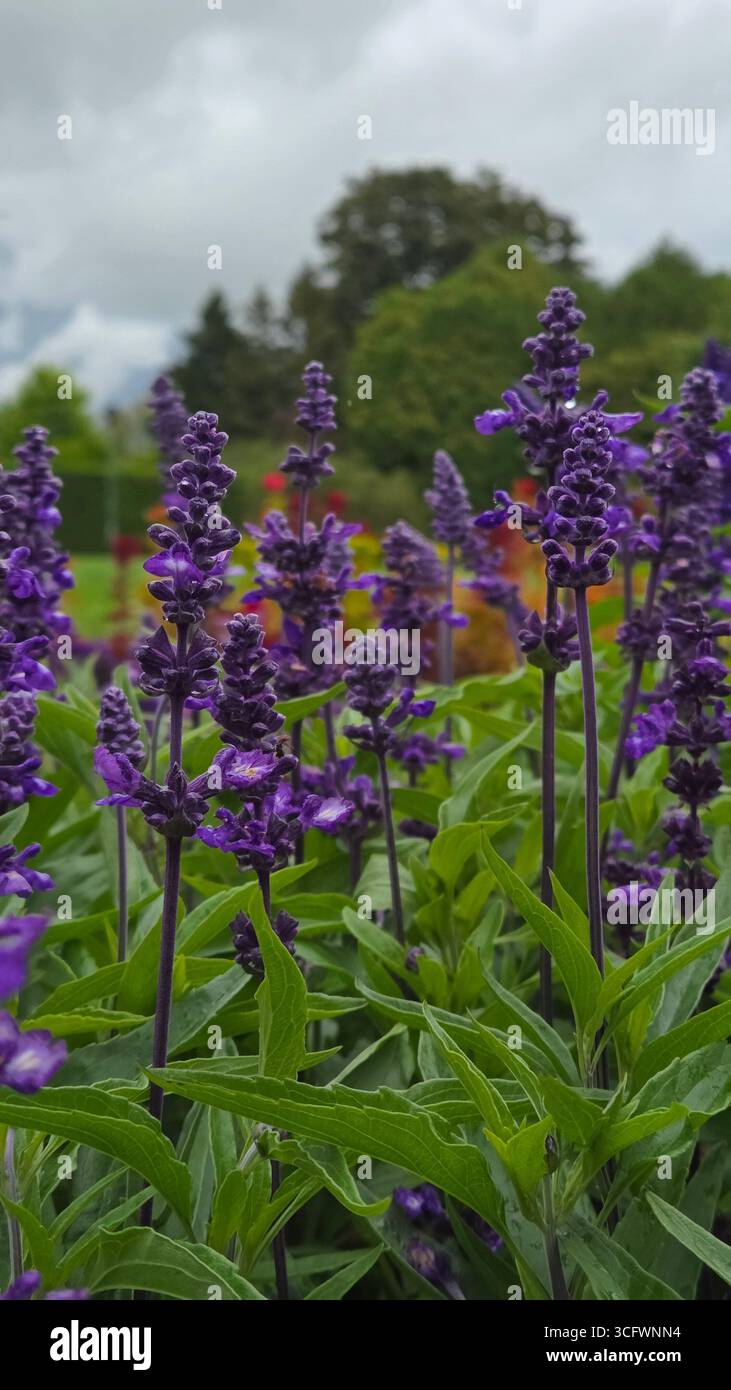 Purple Salvia farinacea flowers in full bloom - Smartphone Captured Stock Image