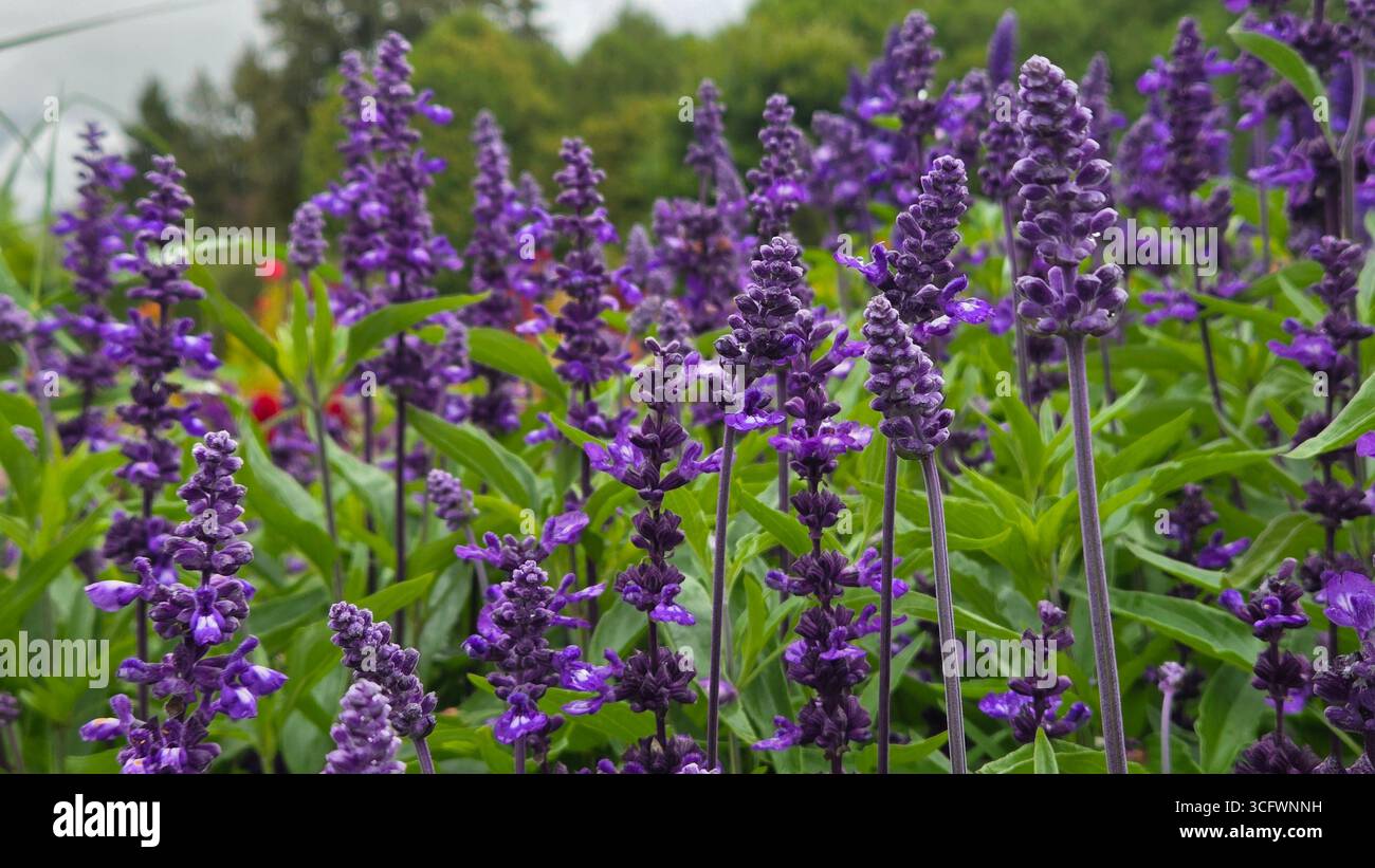 Close-up of vibrant purple Salvia farinacea flowers - Smartphone Captured Stock Image