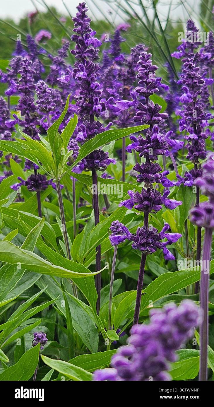 Purple Salvia farinacea flowers in full bloom - Smartphone Captured Stock Image