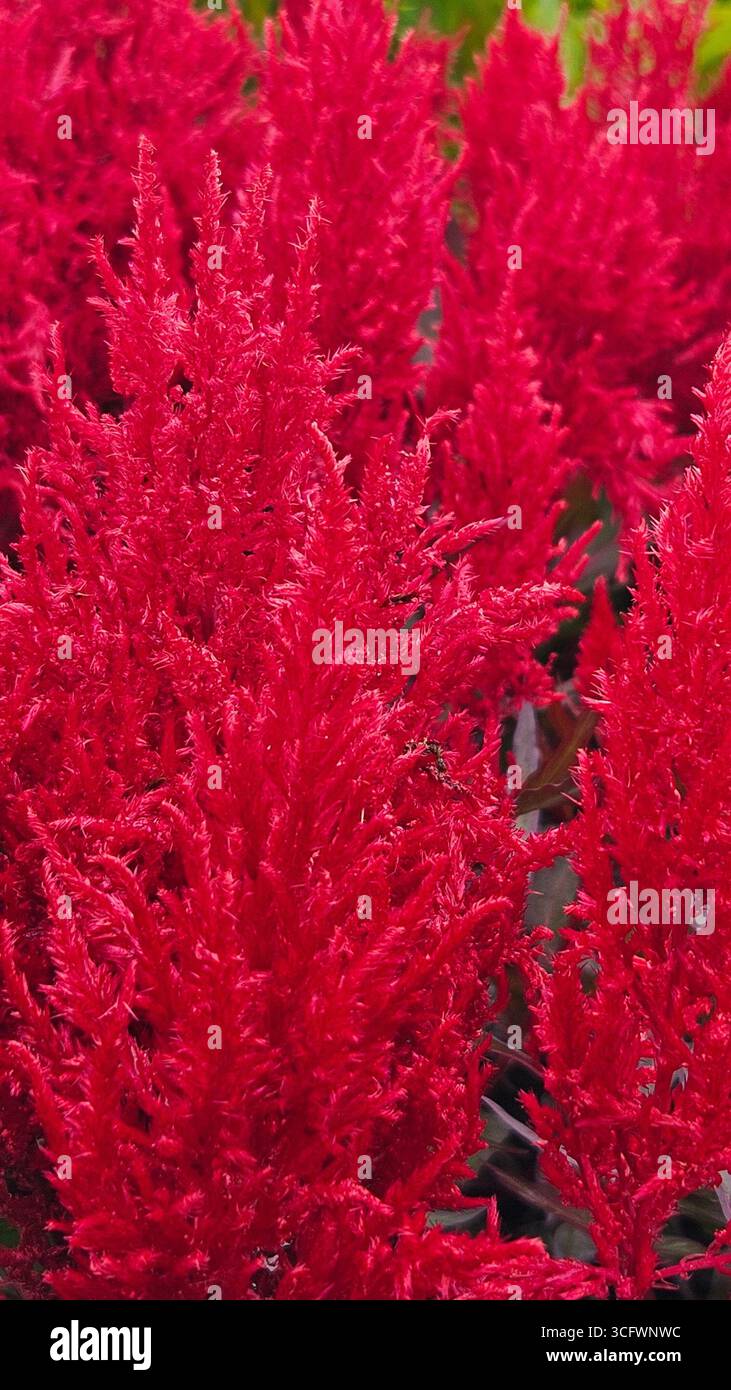 Red Celosia Texture Floral Abstract Background - Smartphone Captured Stock Image