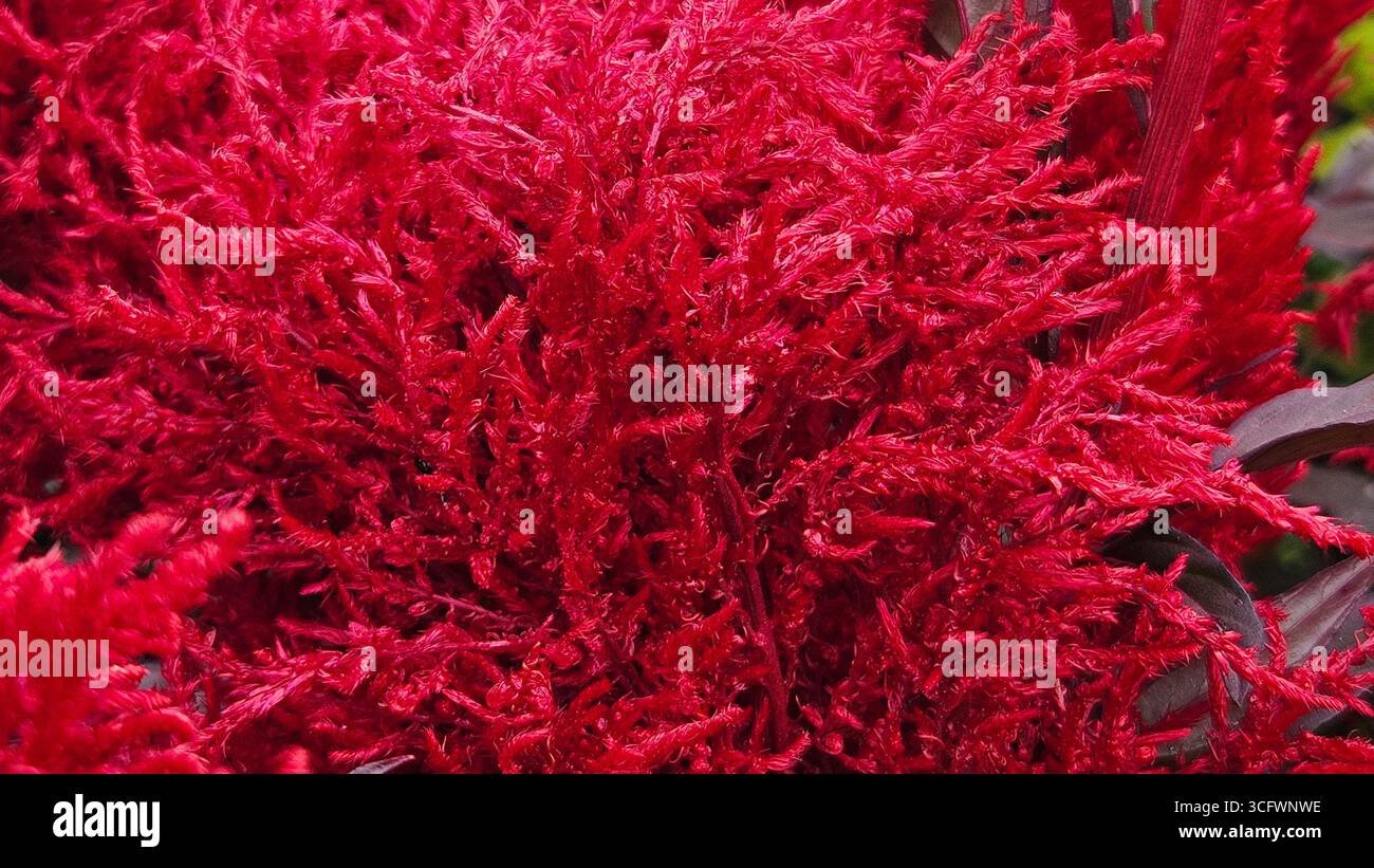 Red Celosia Texture Floral Abstract Background - Smartphone Captured Stock Image