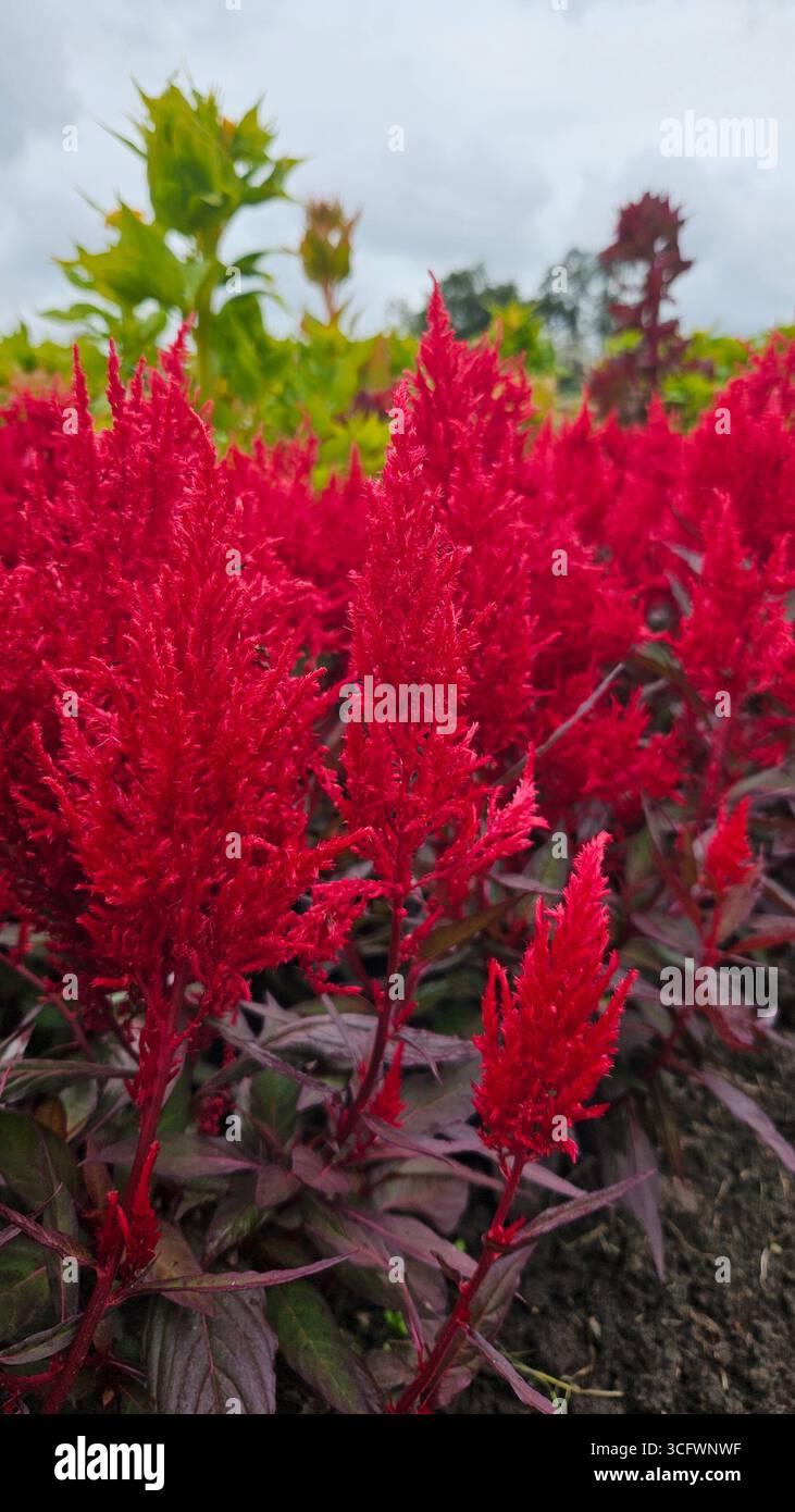 Celosia Argentea Red Woolflower Bloom in Garden - Smartphone Captured Stock Image