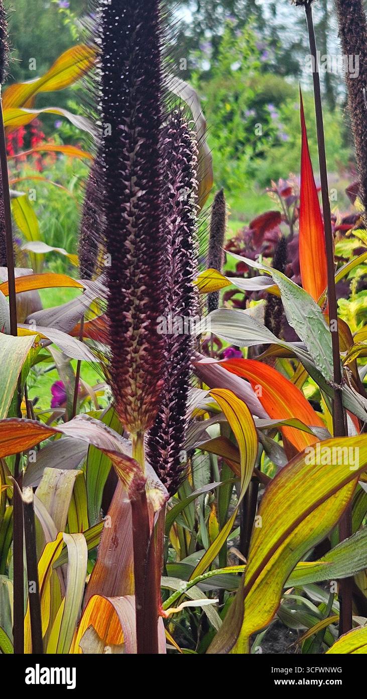 Ornamental millet plant with colorful purple leaves and seed head in garden - Smartphone Captured Stock Image