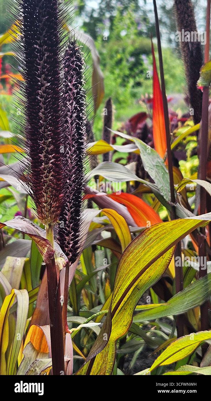 Purple ornamental millet leaves texture background - Smartphone Captured Stock Image