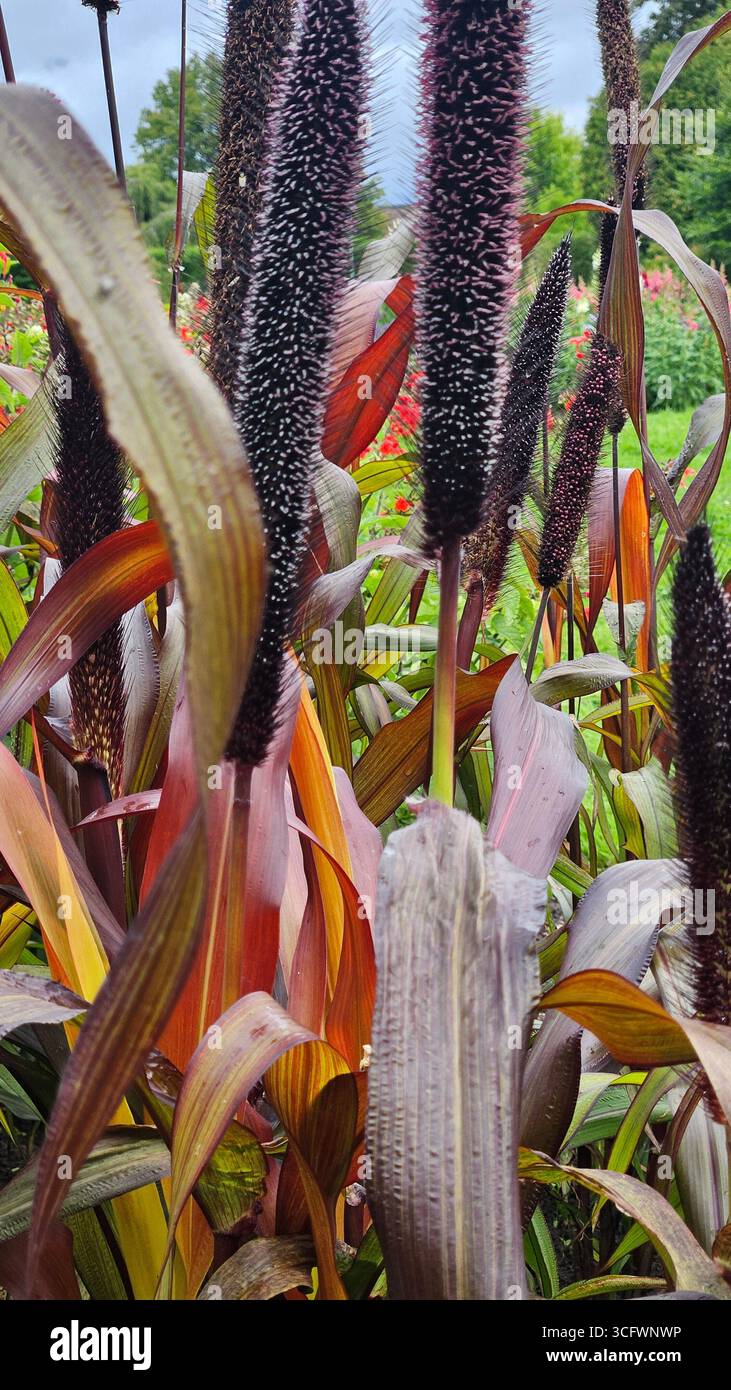 Ornamental millet plant with seed head in summer garden - Smartphone Captured Stock Image