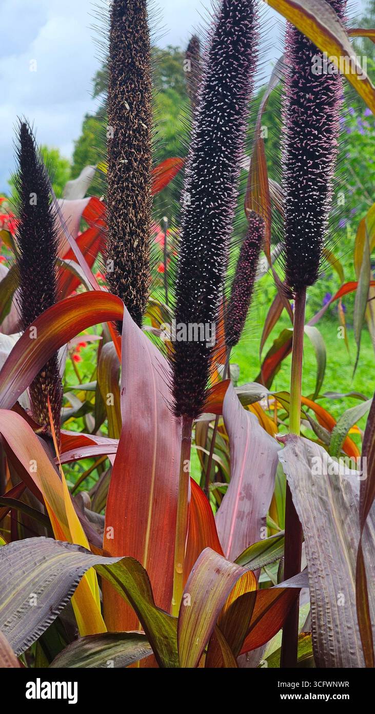 Ornamental millet plant with colorful purple leaves and seed head in garden - Smartphone Captured Stock Image