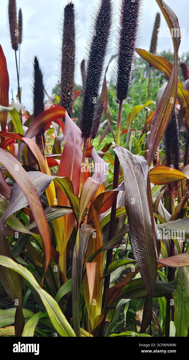 Ornamental millet plant with colorful purple leaves and seed head in garden - Smartphone Captured Stock Image