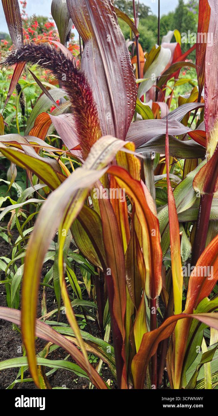 Purple ornamental millet leaves texture background - Smartphone Captured Stock Image