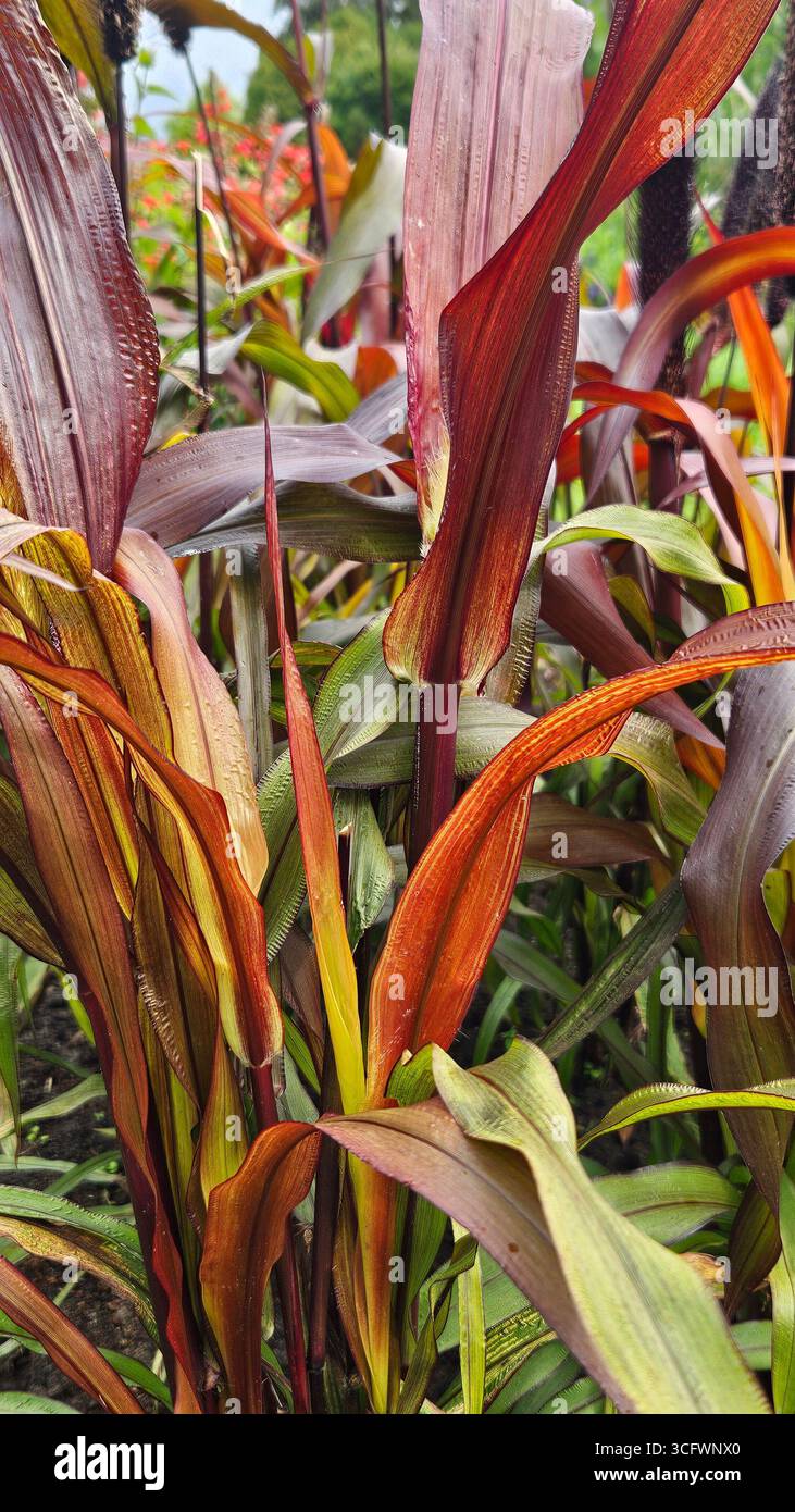 Purple ornamental millet leaves texture background - Smartphone Captured Stock Image
