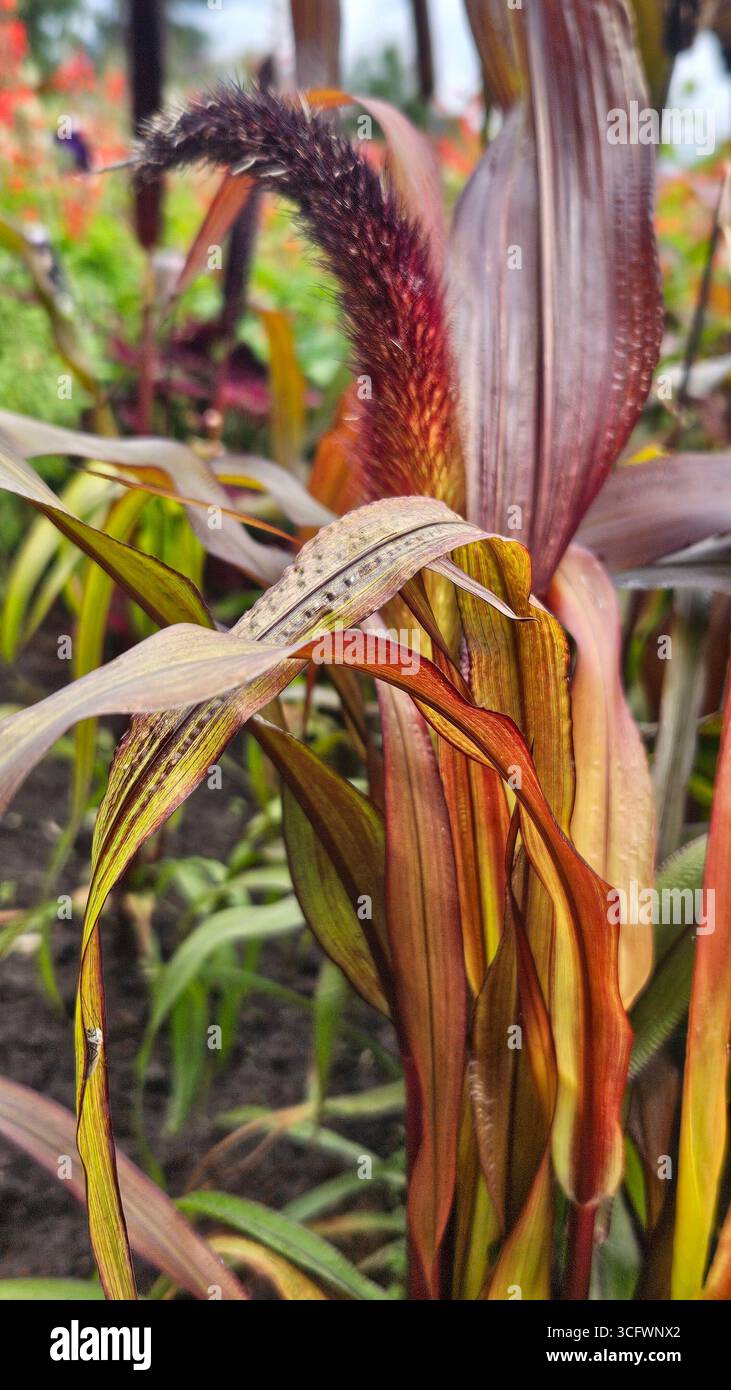Ornamental millet plant with seed head in summer garden - Smartphone Captured Stock Image