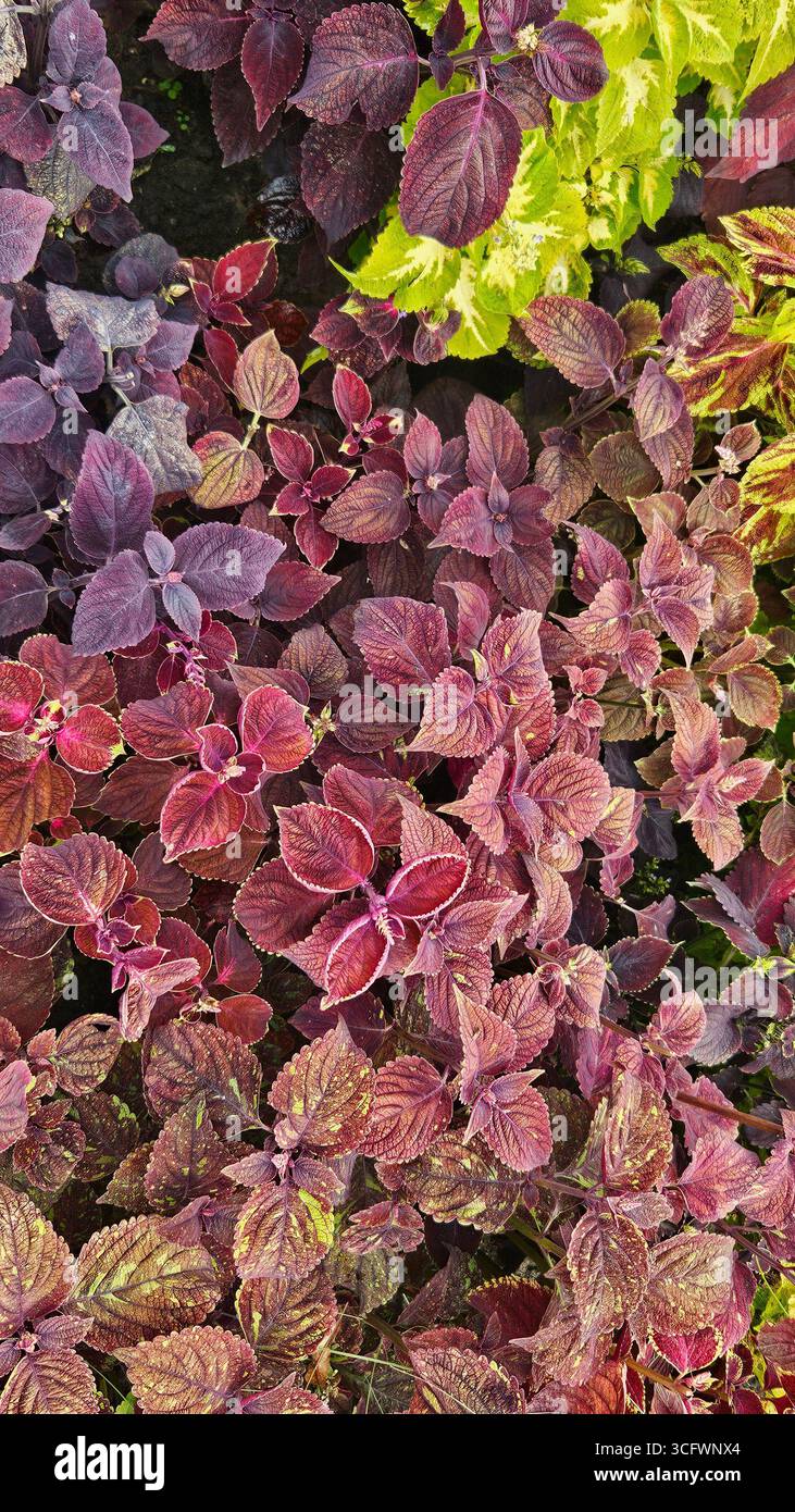 Coleus (Plectranthus scutellarioides) Plant with Vibrant Colorful Ornamental Foliage - Smartphone Captured Stock Image