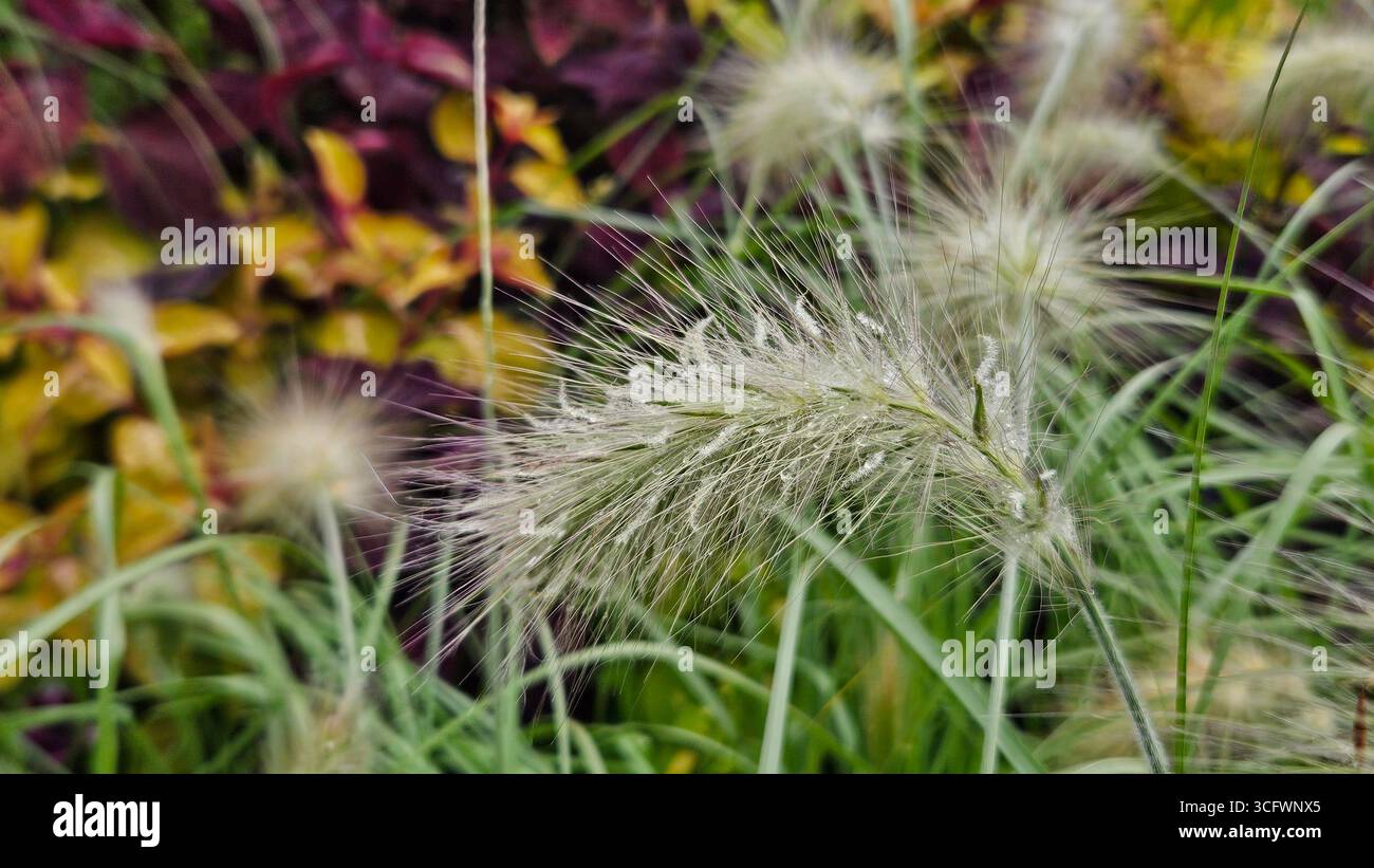 Fountain Grass (Pennisetum alopecuroides) with Dew Drops in Garden - Smartphone Captured Stock Image