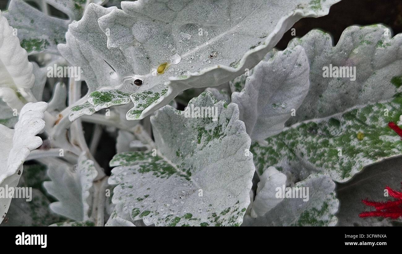 Silver Dusty Miller Leaf Texture Background - Smartphone Captured Stock Image