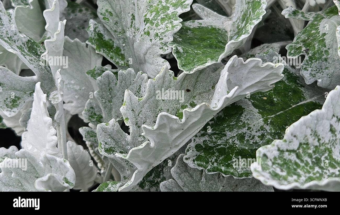 Silver Dusty Miller Leaf Texture Background - Smartphone Captured Stock Image